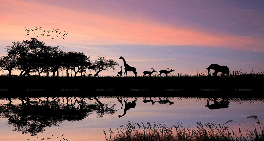 Tanzania train on bridge